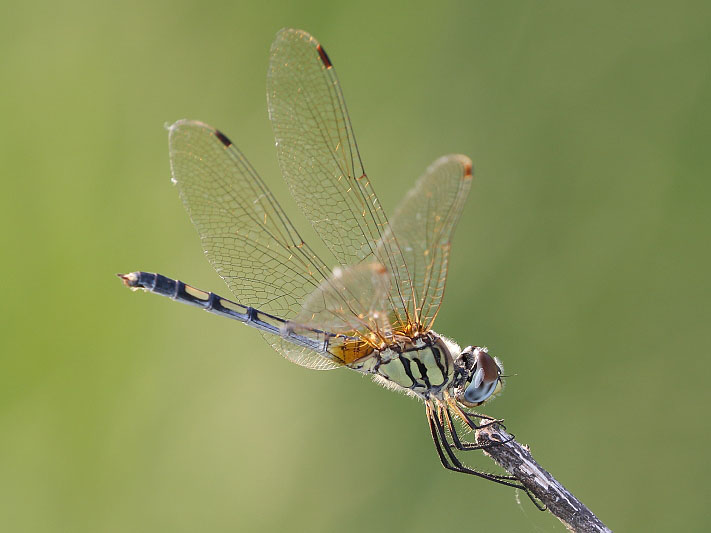 J19_9227 Trithemis pallidinervis female.JPG